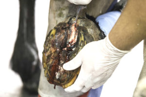 Here I am working on a recent canker resection. Note how the infected area is located toward the back of the frog. (Photo by Jenna Thompson)