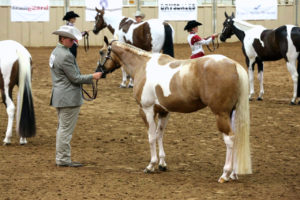 Dane Valentine squares “KTRs Elegant By Eight” setting up for the judge at this year’s Pinto Horse World Championship show in Tulsa, Oklah. (Contributed photo)