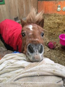 Heaven, a pony who was rescued from the fires in Gatlinburg, Tenn., suffered singing on her body, swelling on her face and injury to her eyes. She was taken in by Autumn Hardcastle, of Sevierville, Tenn., a founding member of SEARU. (Photo contributed)